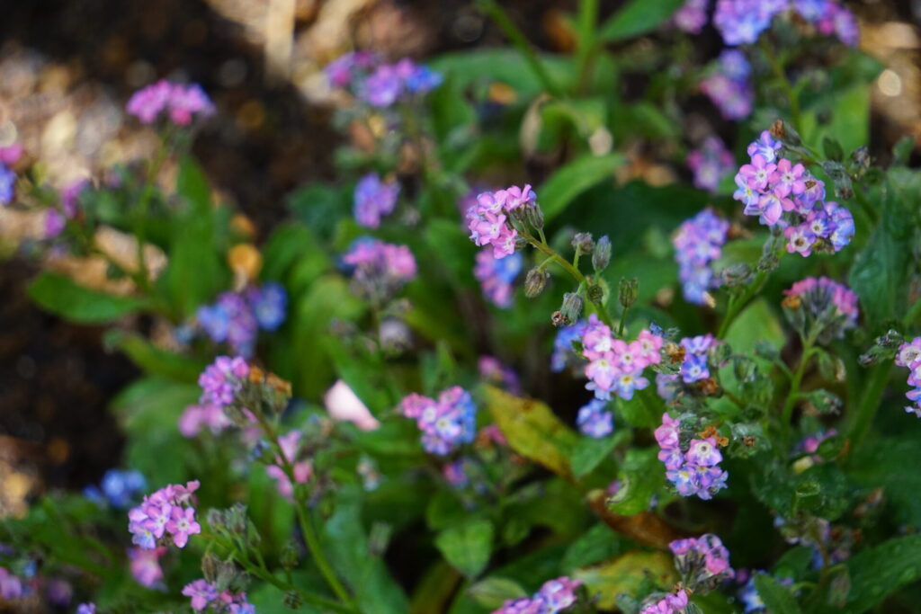淡いピンク色も含んだワスレナグサ（勿忘草）
