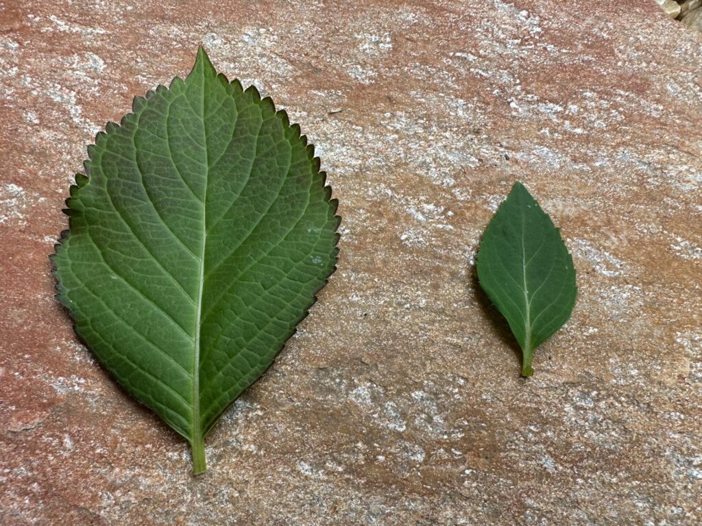 ラグランジア　葉の特徴