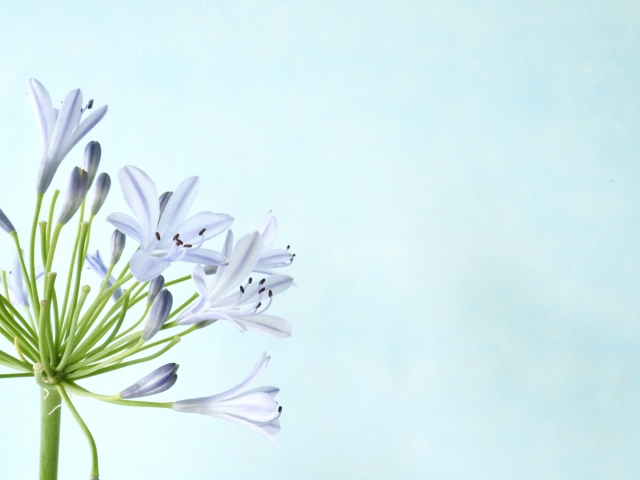 アガパンサス　白い花