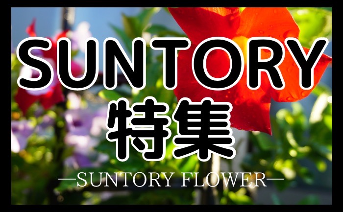 SUNTORYFLOWERSのお花