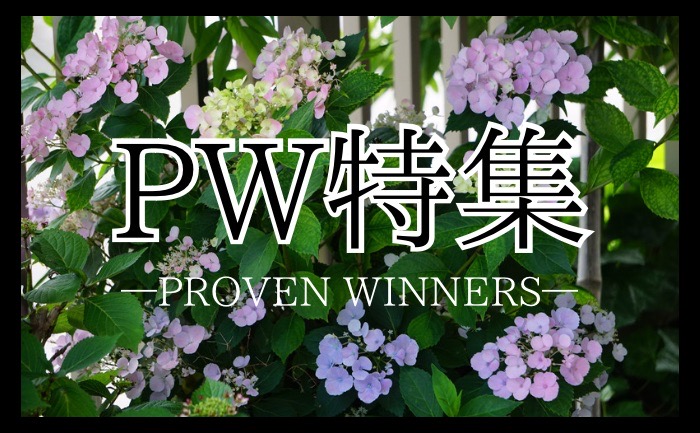 PWのお花