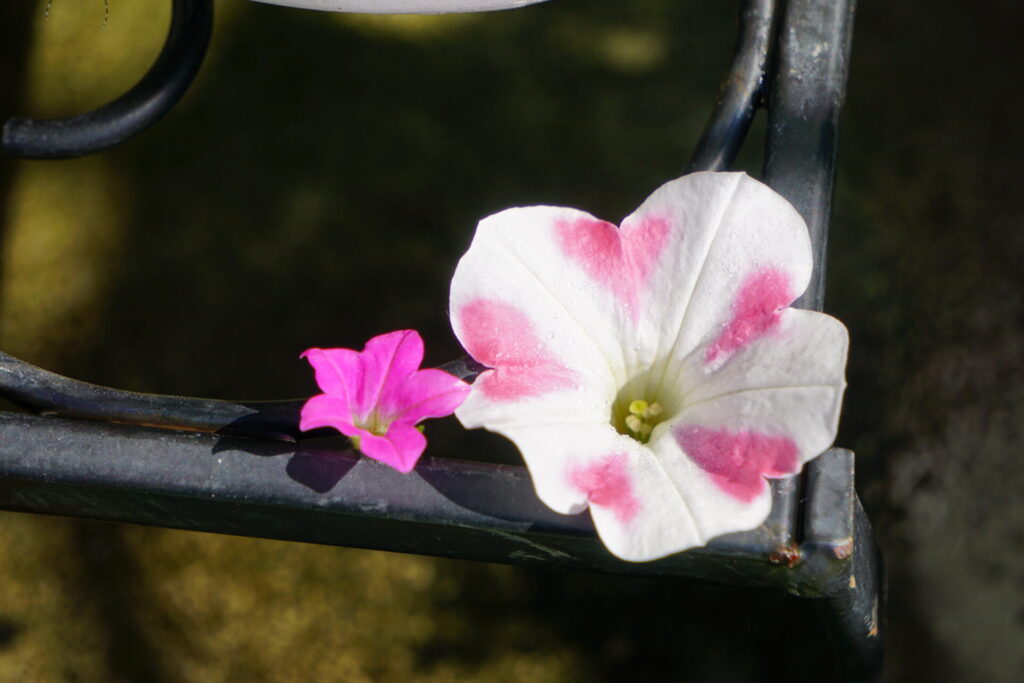 サフィニアプチ　小さな花