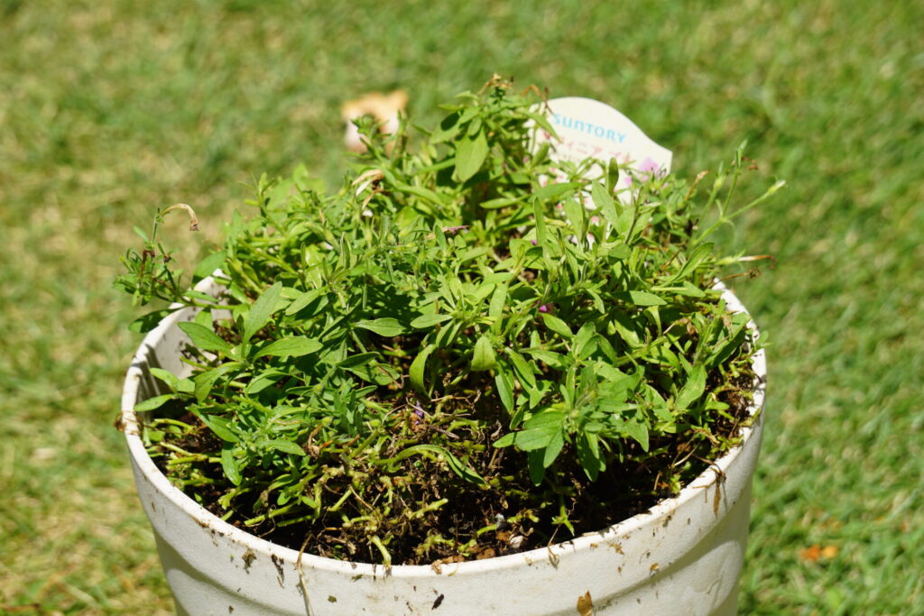 切り戻し後の7月下旬のサフィニアプチ
