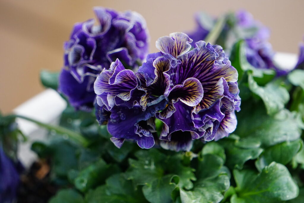 2月のパンジーの開花株