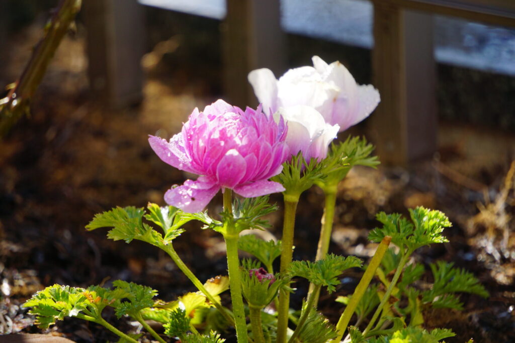アネモネの開花前の様子