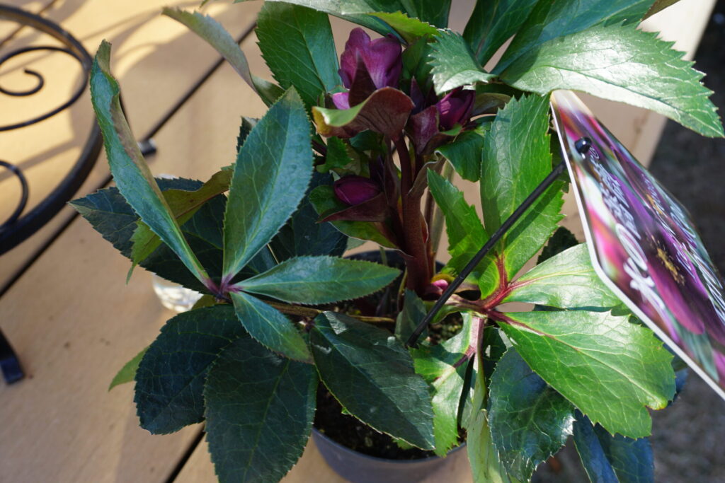 購入時の氷の薔薇の苗。茎は太く、葉も肉厚で強健な様子が伺える。