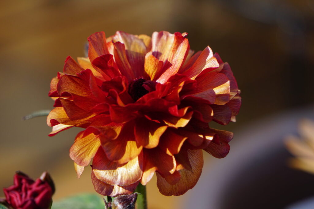 開花から時間が経ち、和紙のようなマットな質感に変化したハデスの花びら