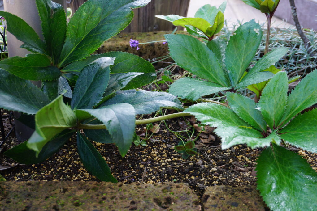 新芽が出始めて葉切りが必要な状態の氷の薔薇