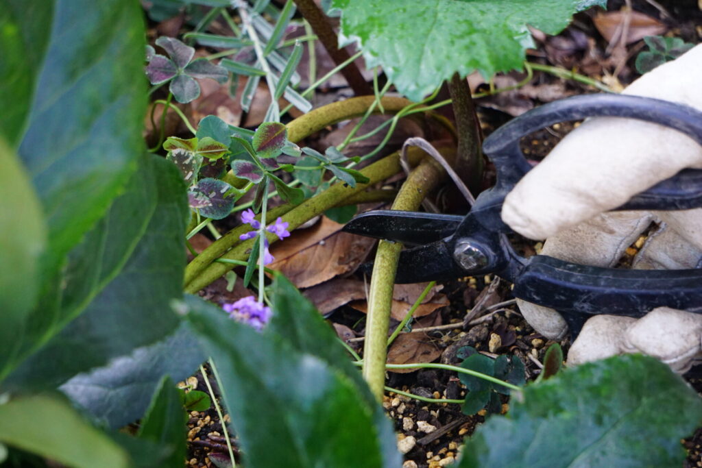 クリスマスローズの茎を地面から5cm程度の場所で葉切りしている様子