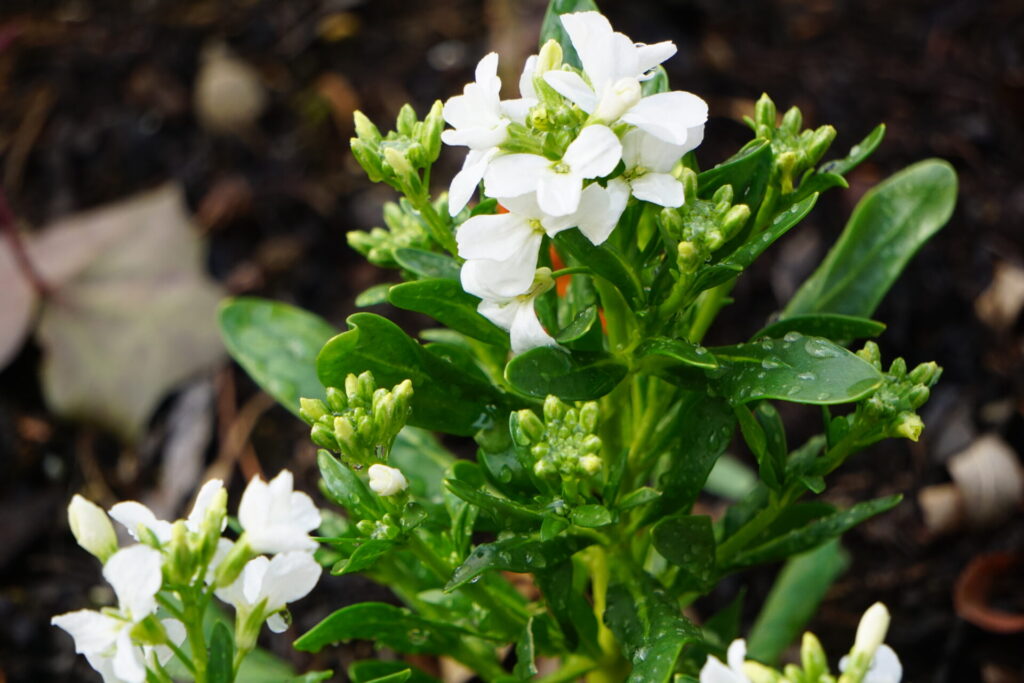 白色の花を咲かせるストック