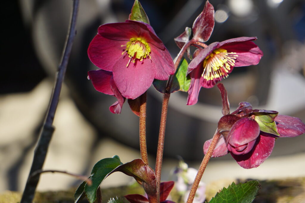 3月上旬、赤い花（萼片）を開花させた氷の薔薇