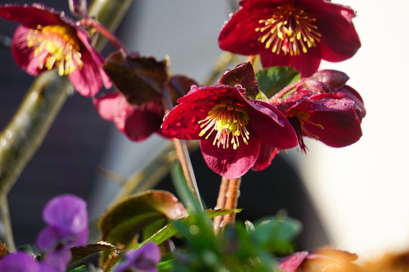 3月中旬、次々と赤い花（萼片）を咲かせる氷の薔薇