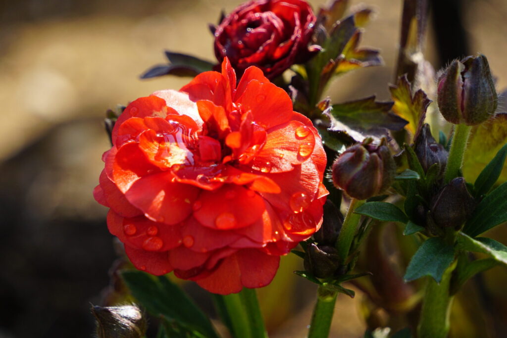 金属的な光沢を持つ真っ赤なラナンキュラスラックスハデスのアップ