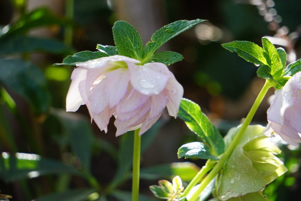 花びらが幾重にも重なる、華やかで優しいピンク色のダブル咲きクリスマスローズの接写