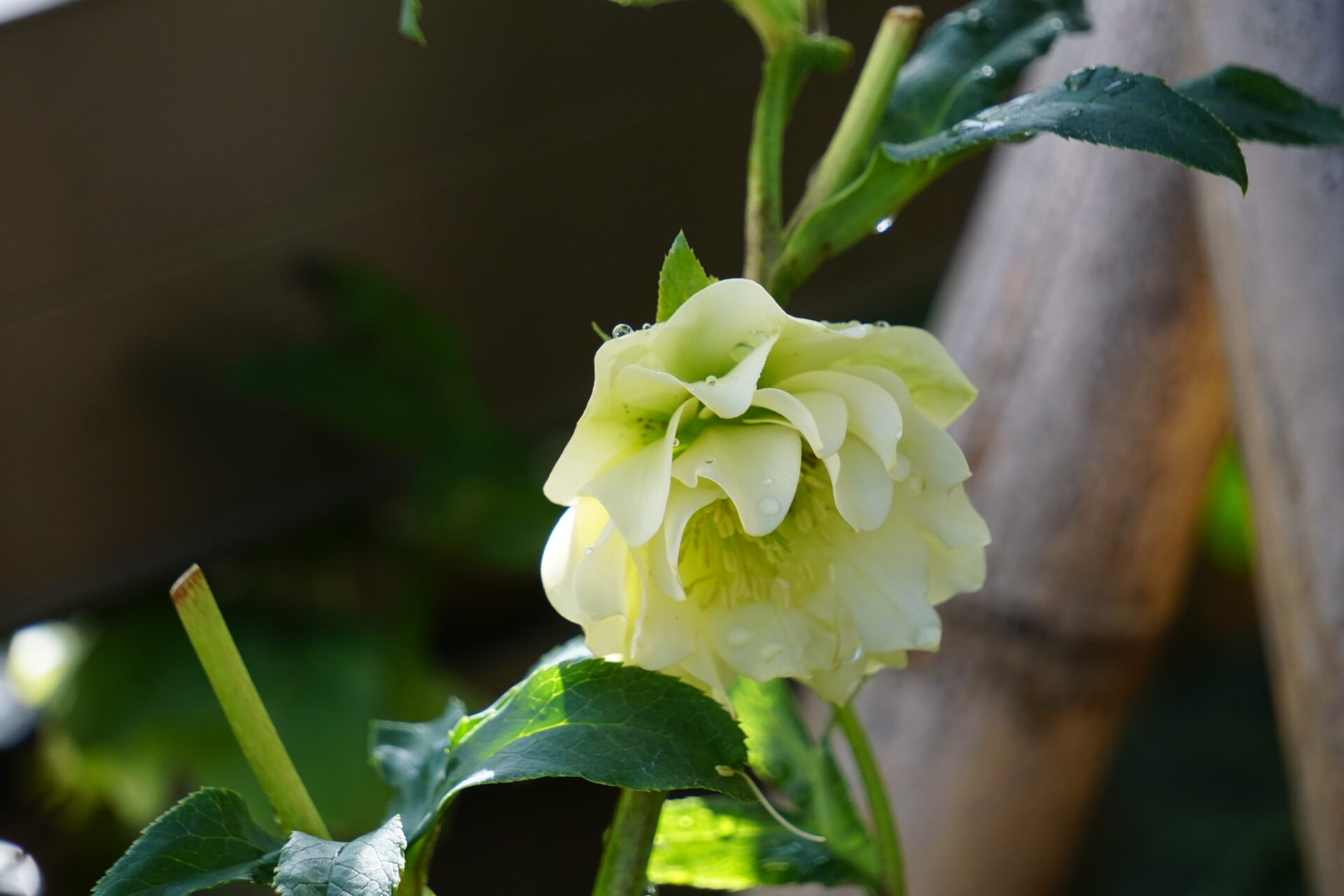 真っ白なクリスマスローズ（ヘレボルス・ニゲル）の花のアップ