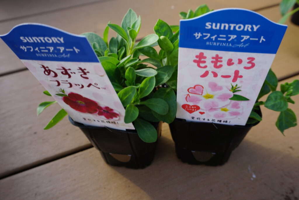 サフィニアアートの「あずきフラッペ」と「ももいろハート」の購入後の苗