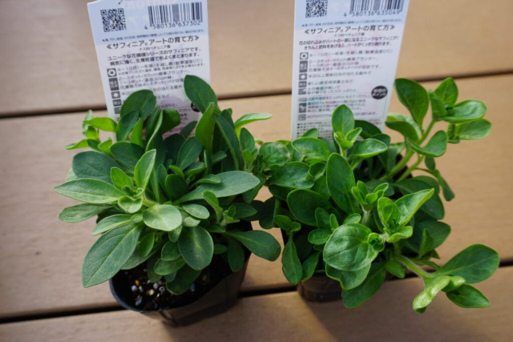 ホームセンターで購入したばかりの、葉が青々と茂った元気なペチュニアの苗
