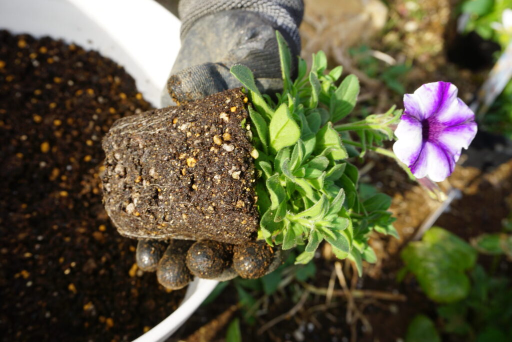 購入後、ポットから取り出してすぐのペチュニア