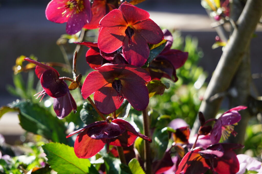 たくさんの花を咲かせる満開の氷の薔薇