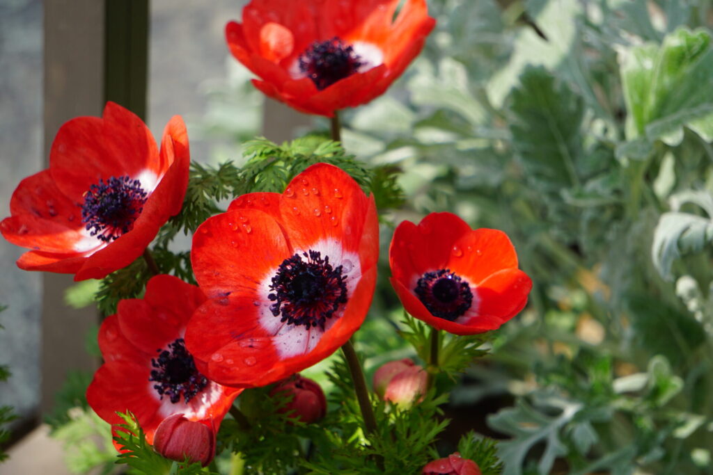 春に満開を迎え、いくつもの花を咲かせるアネモネ