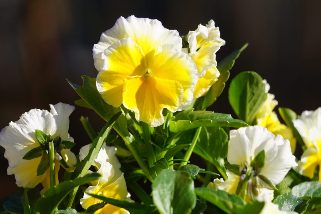 白い花弁の中央に、黄身色がじんわりとにじむ花を咲かせるサトウ園芸のビオラ「エッグタルト」。