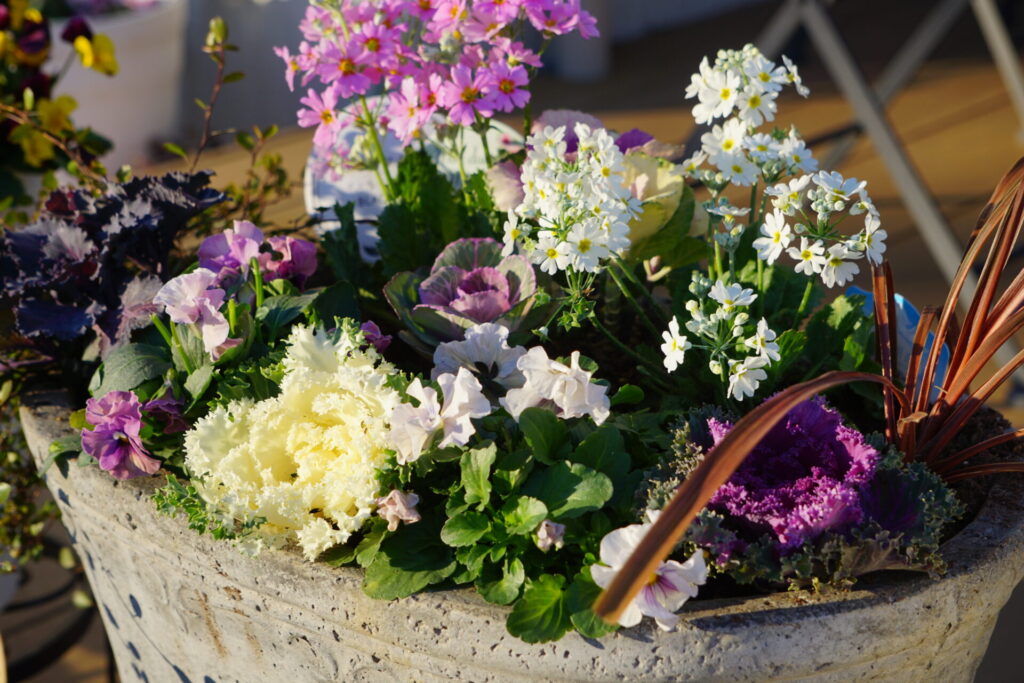 葉牡丹、ビオラとプリムラマラコイデスを合わせた寄せ植え