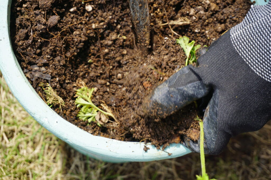 アネモネの球根を掘り上げている様子