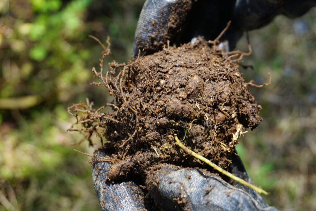 夏越しのため掘り上げたアネモネの球根