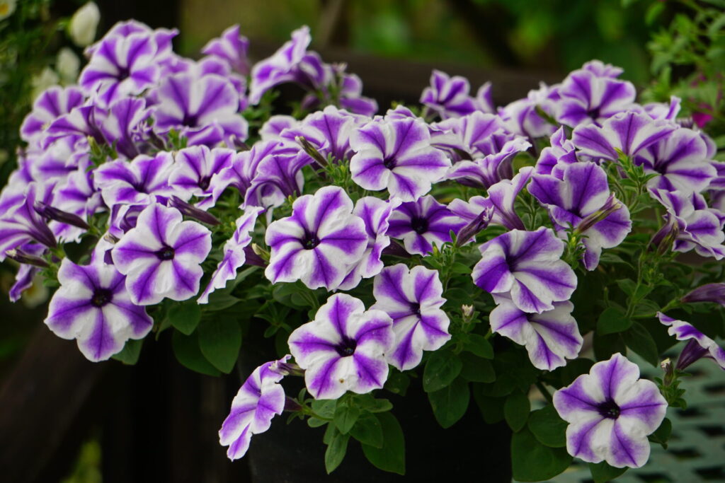 紫と白の花をいっぱいに咲かせるペチュニア