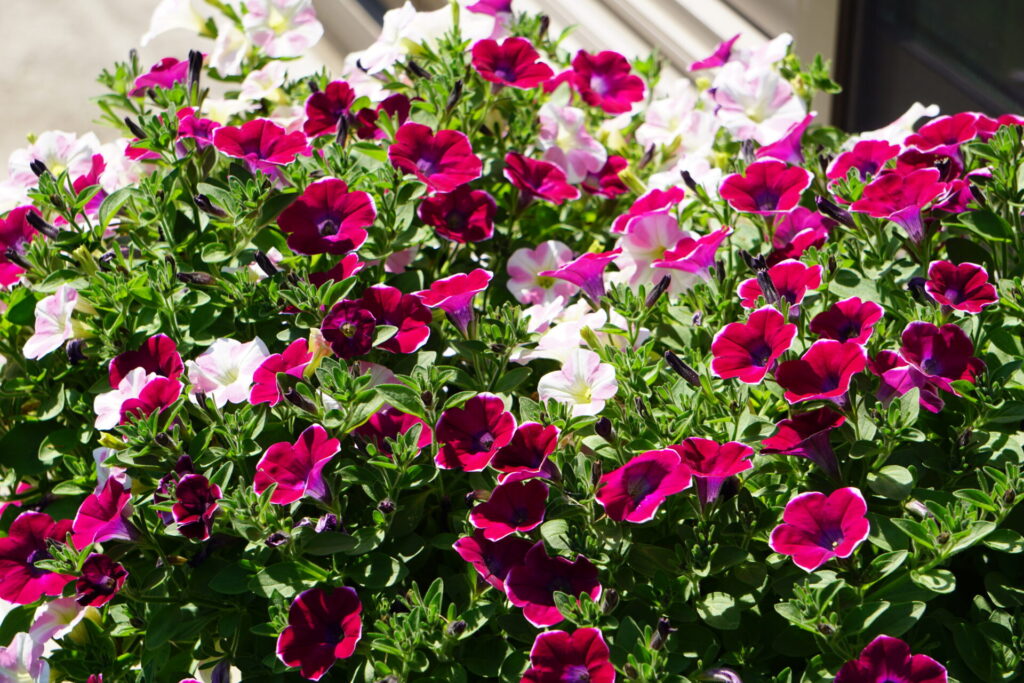 サフィニアアート「あずきフラッペ」「ももいろハート」の花が満開に咲いている様子