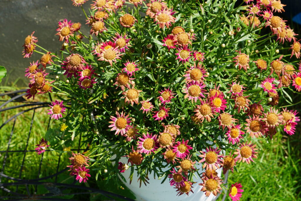 ６月上旬の花付きが悪くなってきたボンザマーガレット