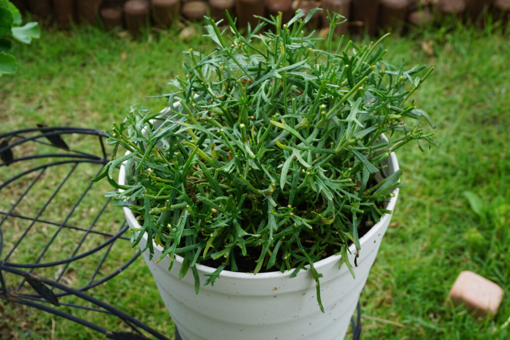 ６月上旬の切り戻し後のボンザマーガレット