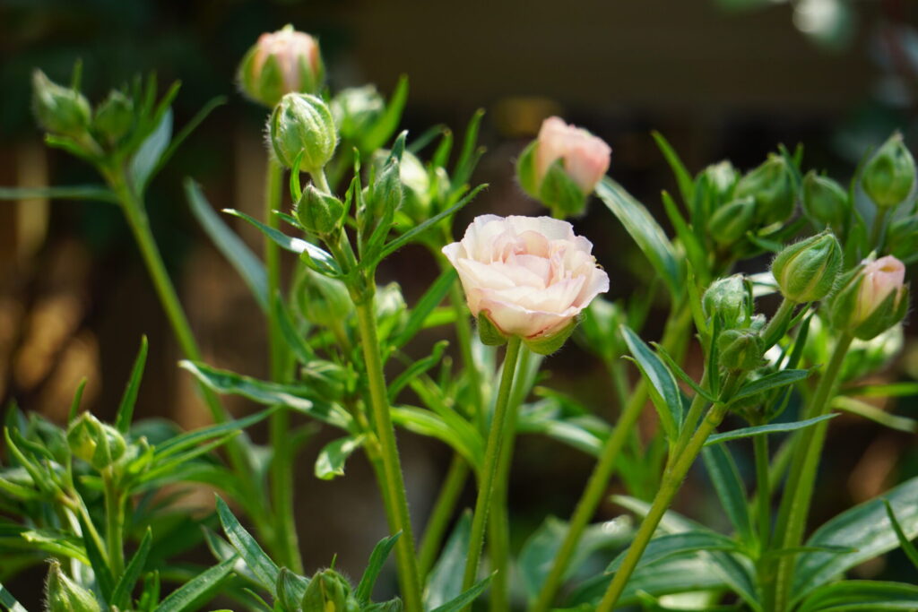 2年目の3月下旬、植えっぱなしの状態から再び元気に開花したラナンキュラスラックス・アリアドネ