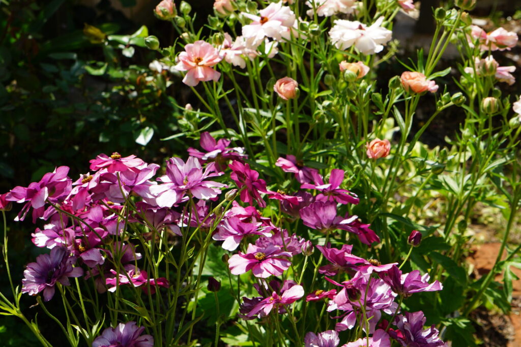 2年目の春を迎え、一株で豪華に咲いているラナンキュラスラックス・ティーバ