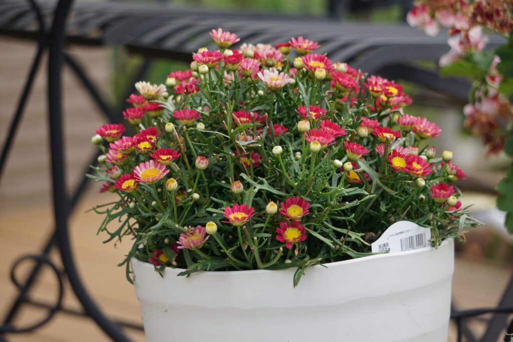 ７月上旬のボンザマーガレット