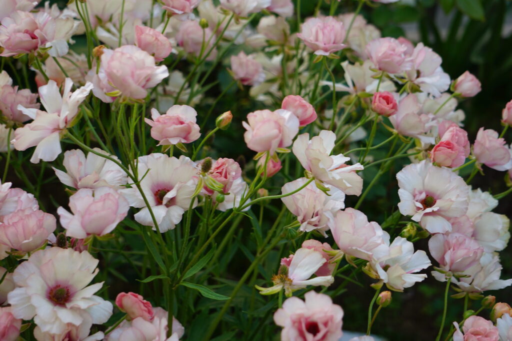 1年目より明らかに花数が増え、溢れんばかりに満開になった2年目のラナンキュラスラックス・アリアドネ