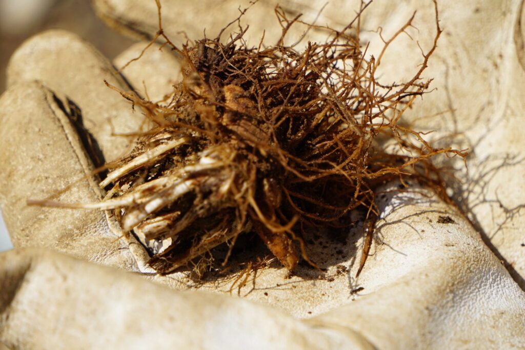 土から掘り上げられ、綺麗に洗われたラナンキュラス綾リッチの球根