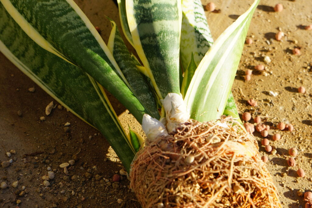 根がぎっしり詰まったサンスベリア