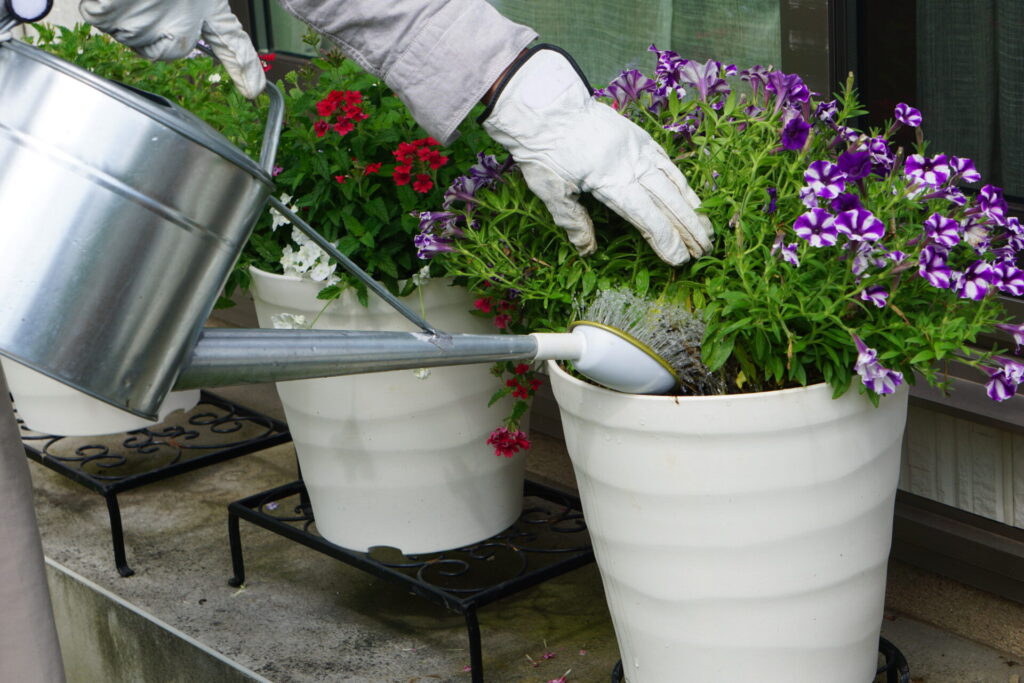 ペチュニアに株元から丁寧にジョウロで水やりをしている様子