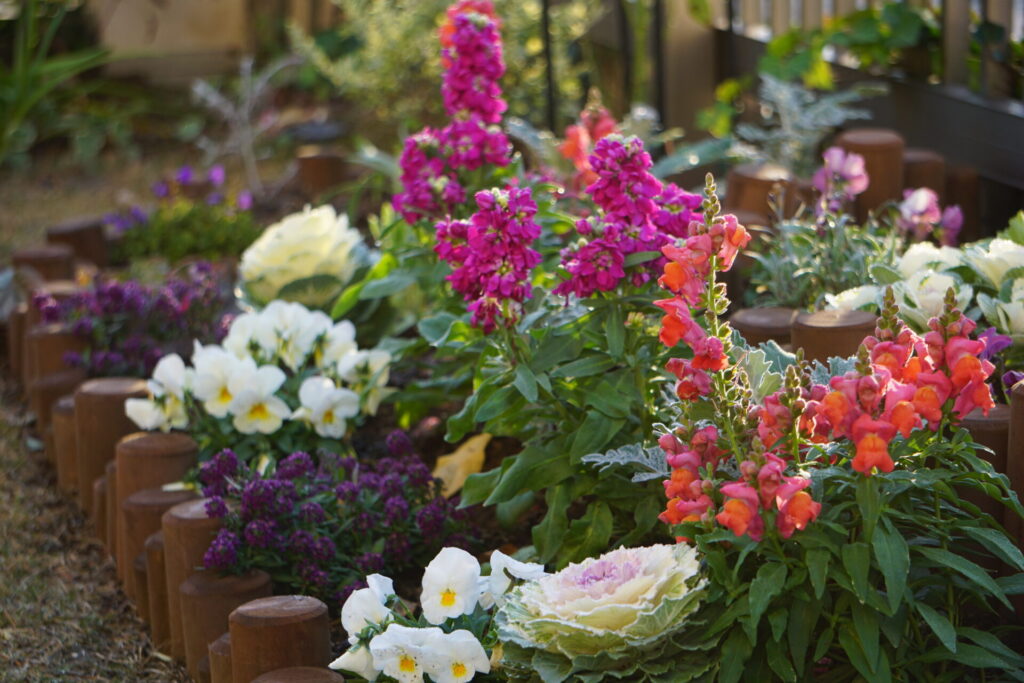 パンジー、アリッサム、葉牡丹を前方に配置し、後方にストックを配置した冬の花壇