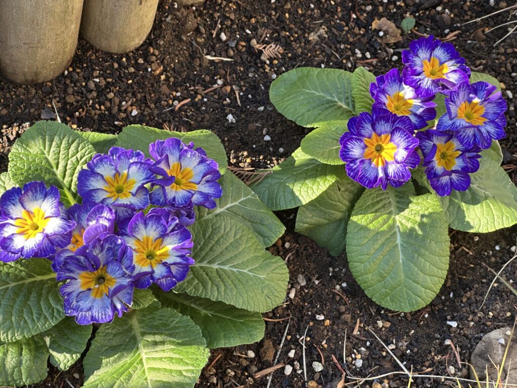 冬の花壇に彩りを加えるプリムラ