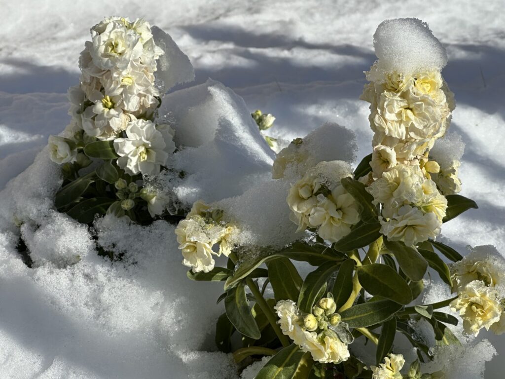 白いストックが雪に埋もれながらも茎が折れずに真っ直ぐ咲いている様子