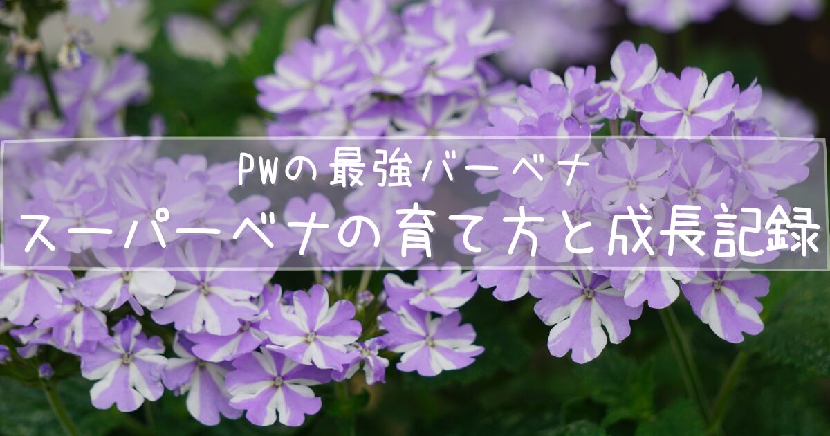 PWスーパーベナの育て方と成長記録。アイストゥインクルの満開写真とタイトル文字入りのアイキャッチ画像