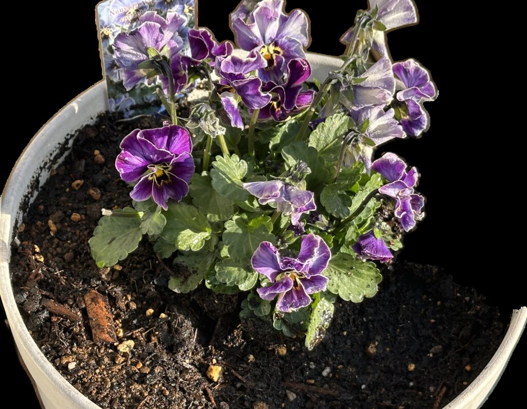 冬の庭で咲く紫と黄色のビオラの鉢植え。冬の水やりのタイミングを解説