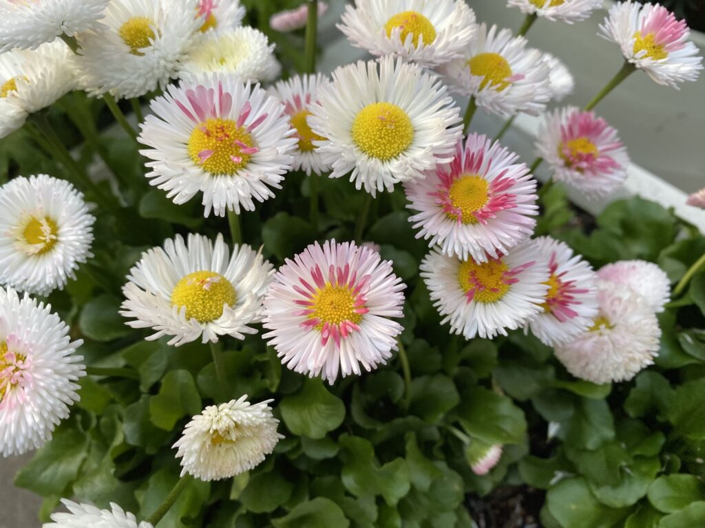 白やピンクの小輪花を咲かせるデージーの写真。冬から春に咲く可憐な花。