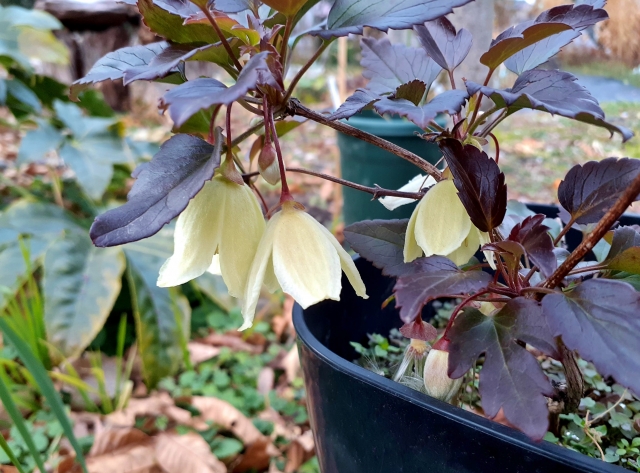 冬咲きクレマチスの写真