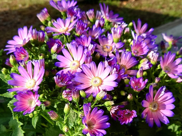 鮮やかな色の大輪花を咲かせるサイネリア