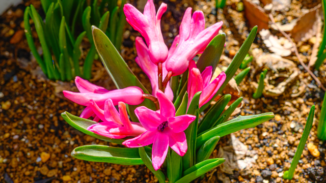 密な花房を立ち上げて咲くヒヤシンスの単体写真。春に香り高い花を咲かせる球根植物。