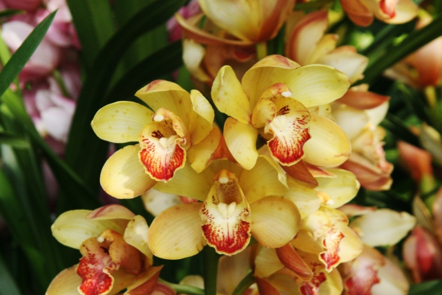 長い花茎に美しい花が並ぶシンビジウム