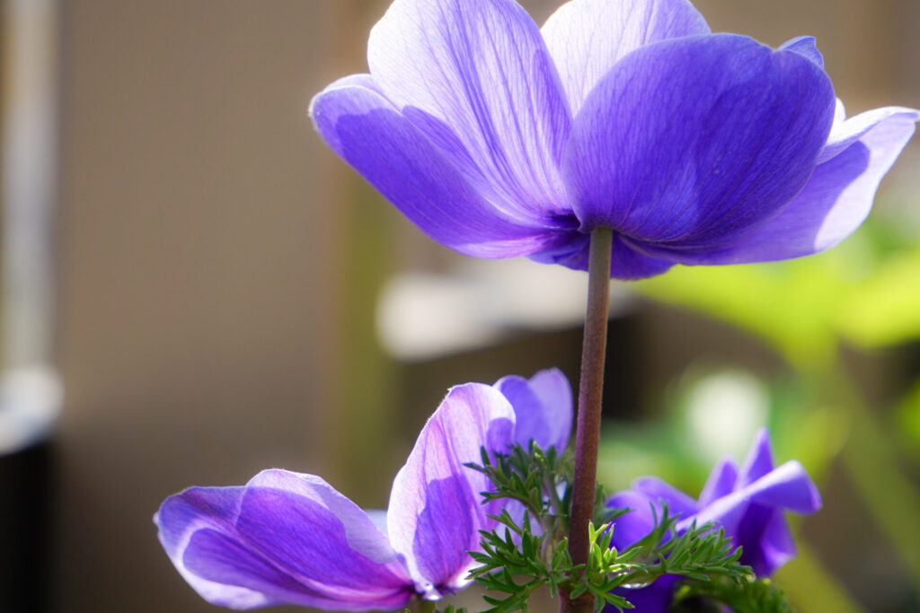 鮮やかな花色が特徴のアネモネ